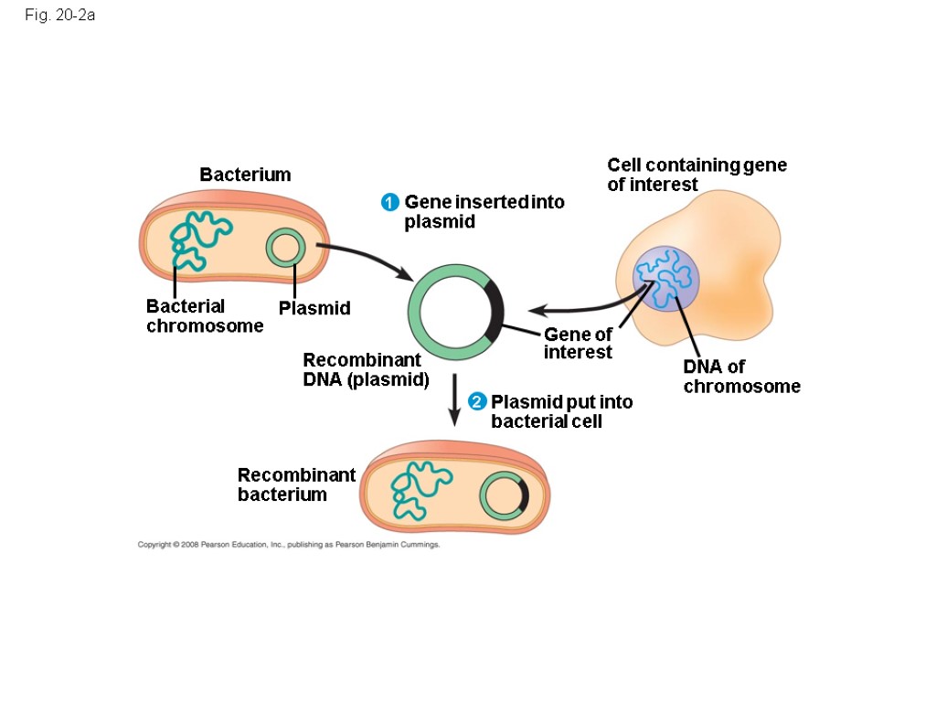 Fig. 20-2a DNA of chromosome Cell containing gene of interest Gene inserted into plasmid